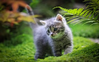Картинка Котята, кошка, кот, котенка, траве, котят, Трава, коты, Размытый, животное, боке, Животные, Кошки, котенок