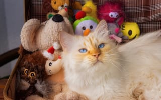 Обои коты, Взгляд, кошка, кот, Животные, игрушка, животное, смотрят, смотрит, Игрушки, Кошки