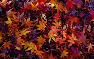 Картинка Листва, Текстура, Осень, Клён, Природа, лист, клёна, клёновый, осенние, Листья