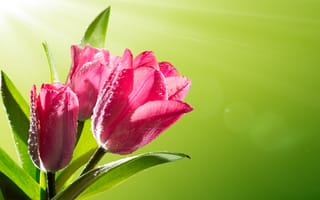 Картинка Розовый, тюльпан, Тюльпаны, капель, Крупным, капельки, капля, вблизи, розовые, Капли, планом, розовых, розовая, цветок, Цветы, Цветной