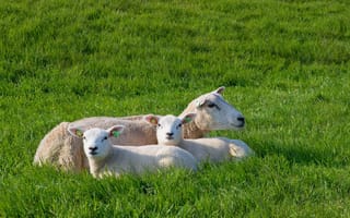 Обои Овцы, Детеныши, Взгляд, траве, смотрят, смотрит, лежат, втроем, Животные, животное, лежачие, Трое, Трава, Лежит, лежа, три