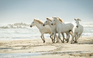 Картинка лошадь, белая, Волны, белых, Животные, Лошади, Песок, животное, песка, Белый, белые, песке
