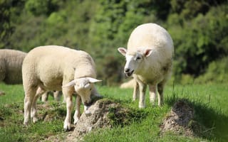 Обои Овцы, боке, два, траве, Двое, Животные, Размытый, две, животное, Трава, вдвоем