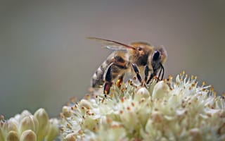 Картинка Пчелы, Насекомые, Крупным, Животные, вблизи, планом, насекомое, животное
