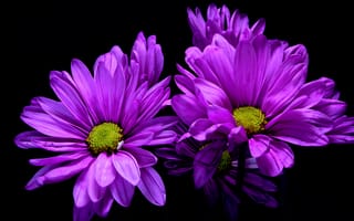 Картинка фиолетовая, Цветы, Черный, цветок, фоне, Фиолетовый, на, планом, черном, фиолетовых, Крупным, вблизи, фиолетовые, Хризантемы