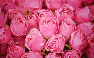 Обои Розы, розовая, розовые, Розовый, Цветы, роза, розовых, Много, цветок