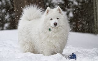Картинка Самоедская, собака, белые, животное, смотрят, смотрит, Взгляд, снега, белых, Собаки, снегу, Снег, Животные, Белый, белая, снеге