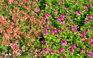 Картинка pelargonium, Цветы, Много, цветок