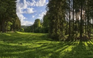 Картинка Германия, Naturpark, парк, дерева, Леса, лес, Augsburg, Парки, деревьев, Трава, траве, дерево, Природа, Деревья