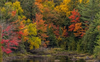 Обои Канада, Algonquin, Деревья, Ontario, дерево, деревьев, Park, осенние, дерева, Пруд, Осень, Парки, парк, Природа