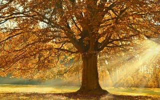 Картинка Лучи, света, осенние, ветка, дерево, Деревья, Природа, ветке, дерева, деревьев, Linden, ветвь, на, Осень, Ветки