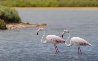 Обои птица, Фламинго, вдвоем, Животные, две, воде, Птицы, два, Двое, Вода, животное
