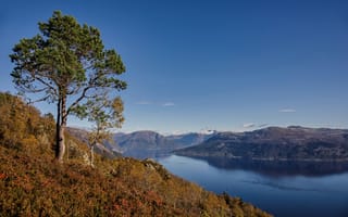 Картинка Норвегия, Hardangerfjorden, Природа, осенние, дерево, деревьев, Деревья, Осень, дерева