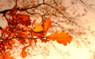 Картинка Листья, боке, Ветки, Листва, Осень, на, лист, Природа, ветка, ветке, осенние, Дуб, Размытый, ветвь