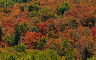 Картинка Канада, Algonquin, осенние, Деревья, Осень, Park, Ontario, дерева, парк, деревьев, Природа, Парки, дерево
