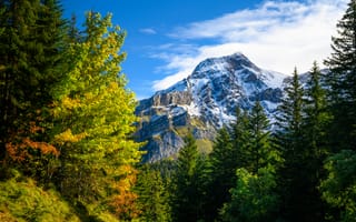 Обои альп, Швейцария, Деревья, Gryon, Альпы, дерева, деревьев, Осень, гора, осенние, Природа, дерево, Горы