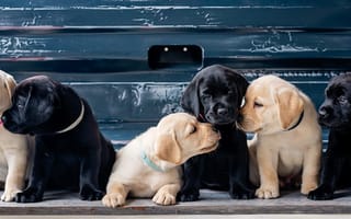 Обои щенки, Лабрадор-ретривер, белых, собака, черные, Белый, черная, Щенок, черных, щенков, щенка, Черный, белая, белые, Собаки, Животные, животное