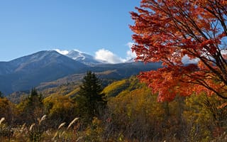 Картинка Япония, Mount, Осень, Горы, ветвь, ветке, Природа, Ель, ветка, гора, ели, Ветки, осенние, Norikura, на