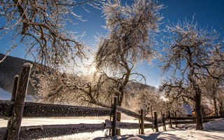Картинка Австрия, Mittertal, Зима, снеге, Снег, снега, Деревья, дерева, солнца, забора, зимние, Природа, дерево, Солнце, Забор, снегу, забором, ограда, деревьев