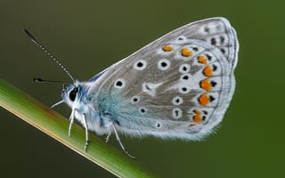 Картинка бабочка, Насекомые, животное, common, вблизи, blue, насекомое, Животные, Крупным, Бабочки, планом