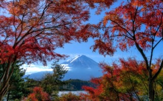 Картинка Фудзияма, Япония, гора, ветвь, осенние, Горы, Осень, дерево, деревьев, ветке, на, Ветки, Деревья, Природа, ветка, дерева
