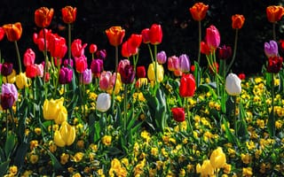Картинка Разноцветные, тюльпан, Цветы, цветок, Много, Тюльпаны