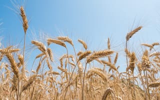 Картинка Пшеница, Природа, колосья, Колос, колосок, колоски