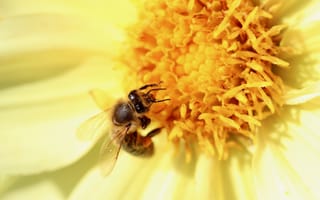 Картинка Пчелы, насекомое, Животные, вблизи, Крупным, планом, Насекомые, животное