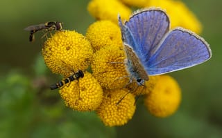 Картинка Мухи, Бабочки, насекомое, syrphids, common, животное, бабочка, Насекомые, Животные, blue