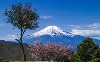 Картинка Фудзияма, Япония, деревья, Вулкан, вулкана, деревьев, дерево, Цветущие, вулканы, дерева, Природа, Деревья