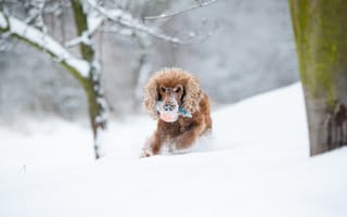 Картинка Спаниель, собака, Зима, Размытый, зимние, Животные, боке, Собаки, снегу, Бег, бежит, бегущая, снеге, животное, спаниеля, Снег, бегущий, снега