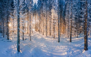 Картинка Финляндия, Зима, Леса, снега, Снег, зимние, Природа, лес, снеге, снегу