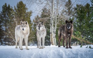Обои Волки, Снег, Трое, втроем, волк, три, снегу, животное, снега, снеге, Животные