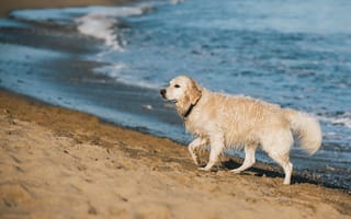 Картинка Золотистый, ретривер, животное, боке, влажные, пляже, Песок, собака, Размытый, Мокрые, Животные, песка, Пляж, пляжа, Собаки, пляжи, песке