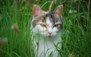 Обои кошка, Трава, смотрят, коты, Кошки, Животные, смотрит, Взгляд, животное, кот, траве