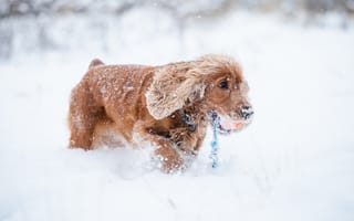 Обои спаниеля, Собаки, Зима, зимние, собака, Животные, снегу, снеге, животное, Спаниель, снега, Снег