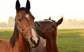 Обои Лошади, два, две, вдвоем, животное, Голова, смотрят, Двое, Животные, лошадь, головы, Взгляд, смотрит