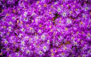 Картинка aster, amellus, Фиолетовый, Цветы, фиолетовых, цветок, фиолетовая, фиолетовые, Много, Астры
