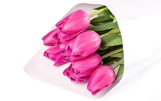 Картинка Букеты, Розовый, тюльпан, розовая, Капли, цветок, белым, капель, розовые, розовых, Цветы, фоном, белом, букет, фоне, капля, Белый, капельки, Тюльпаны