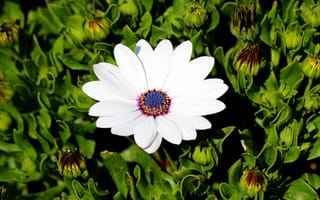 Картинка Остеоспермум, Белый, белая, Цветы, белых, белые, цветок