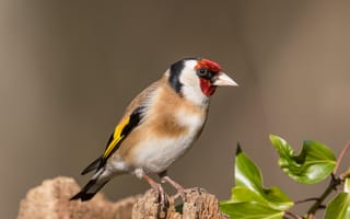 Картинка Птицы, goldfinch, планом, вблизи, Крупным, Животные, птица, животное