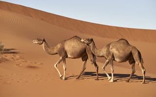 Картинка верблюд, две, вдвоем, песке, Животные, животное, Пустыни, Песок, два, Сбоку, песка, пустыня, Двое, Верблюды