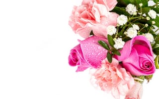 Обои роза, розовых, капельки, капля, Белый, Капли, белым, Шаблон, открытки, Розы, белом, цветок, розовая, розовые, поздравительной, Розовый, капель, фоне, Цветы, фоном
