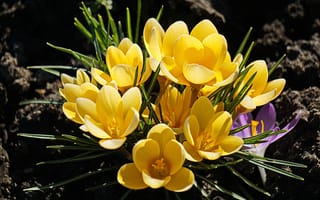 Картинка Шафран, цветок, вблизи, Крупным, Цветы, Крокусы, планом