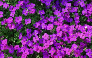 Картинка Aubretia, Фиолетовый, фиолетовая, фиолетовых, Цветы, фиолетовые, Много, цветок