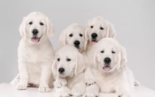 Обои щенков, Золотистый, белая, щенка, собака, щенки, белые, белых, животное, Белый, Собаки, Животные, ретривер, Щенок