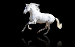 Картинка Лошади, белых, на, животное, белые, белая, Черный, фоне, Белый, лошадь, Животные, черном