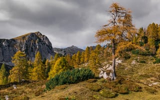 Картинка Словения, Горы, Осень, Природа, осенние, дерево, деревьев, гора, дерева, Деревья