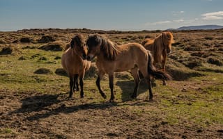 Обои лошадь, Исландия, Трое, Лошади, животное, Животные, втроем, три