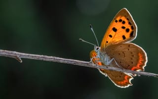 Картинка бабочка, Насекомые, Бабочки, copper, вблизи, Животные, планом, Крупным, насекомое, small, животное